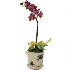One Steam Taiwan Orchid in pot (Mini Orchid)